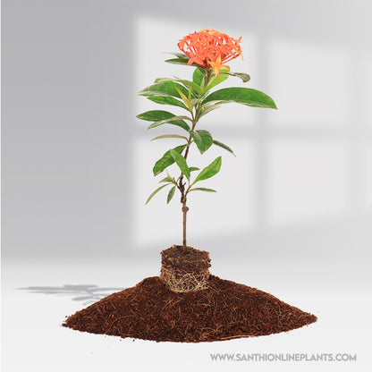 Chinese singapuri ixora Red