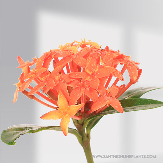 Chinese singapuri ixora Red