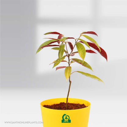 Chinese Croton Pot Plant