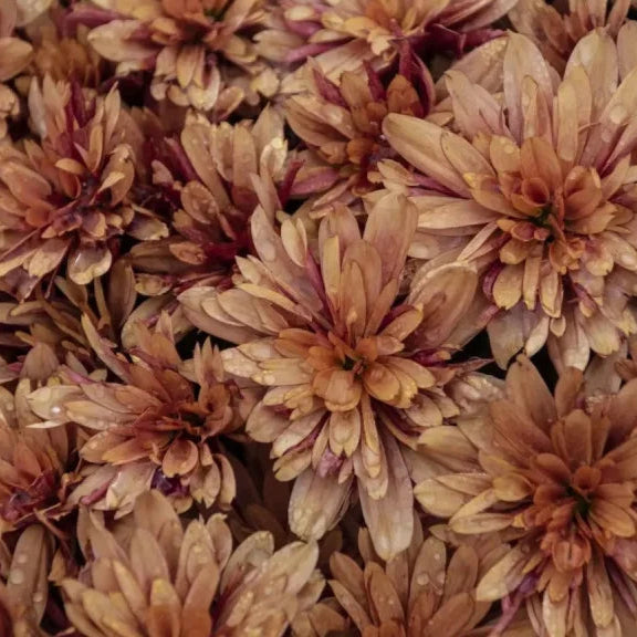 Chrysanthemum-Sevanthi Chocolate