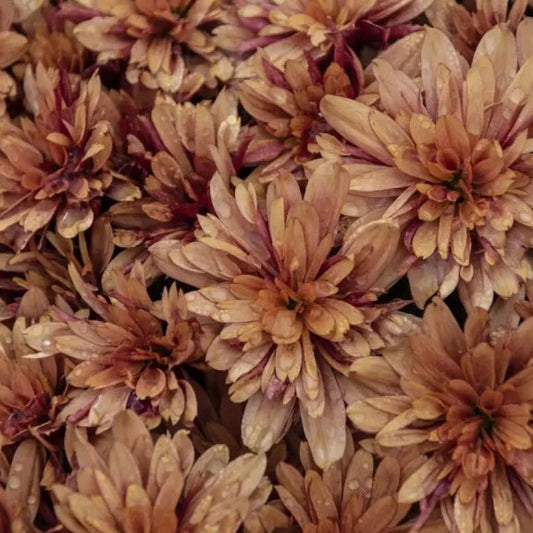 Chrysanthemum-Sevanthi Chocolate