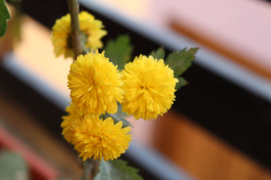 Chrysanthemum Sevanthi-‘Chandini Yellow’