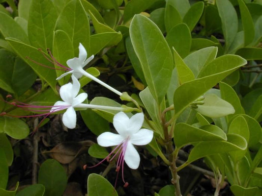 Clerodendrum Inerme-Seaside Clerodendron Variegtaed