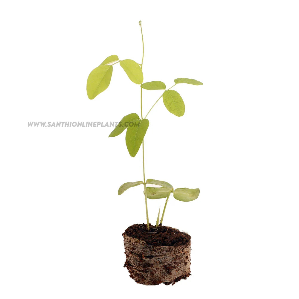 Clitoria Ternatea-White Multi Petaled Plant