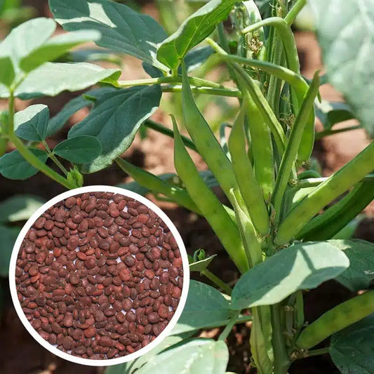 Cluster Bean Seeds