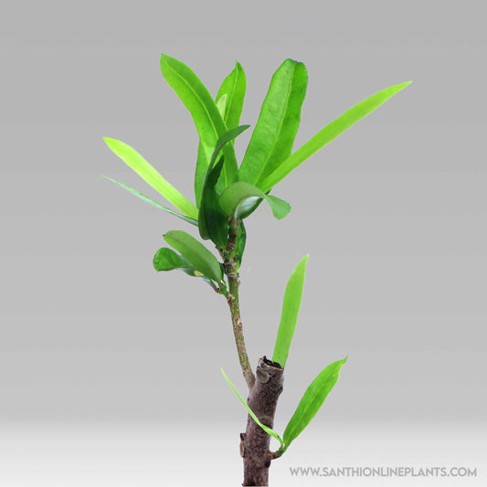 Codiaeum Variegatum-Garden Croton