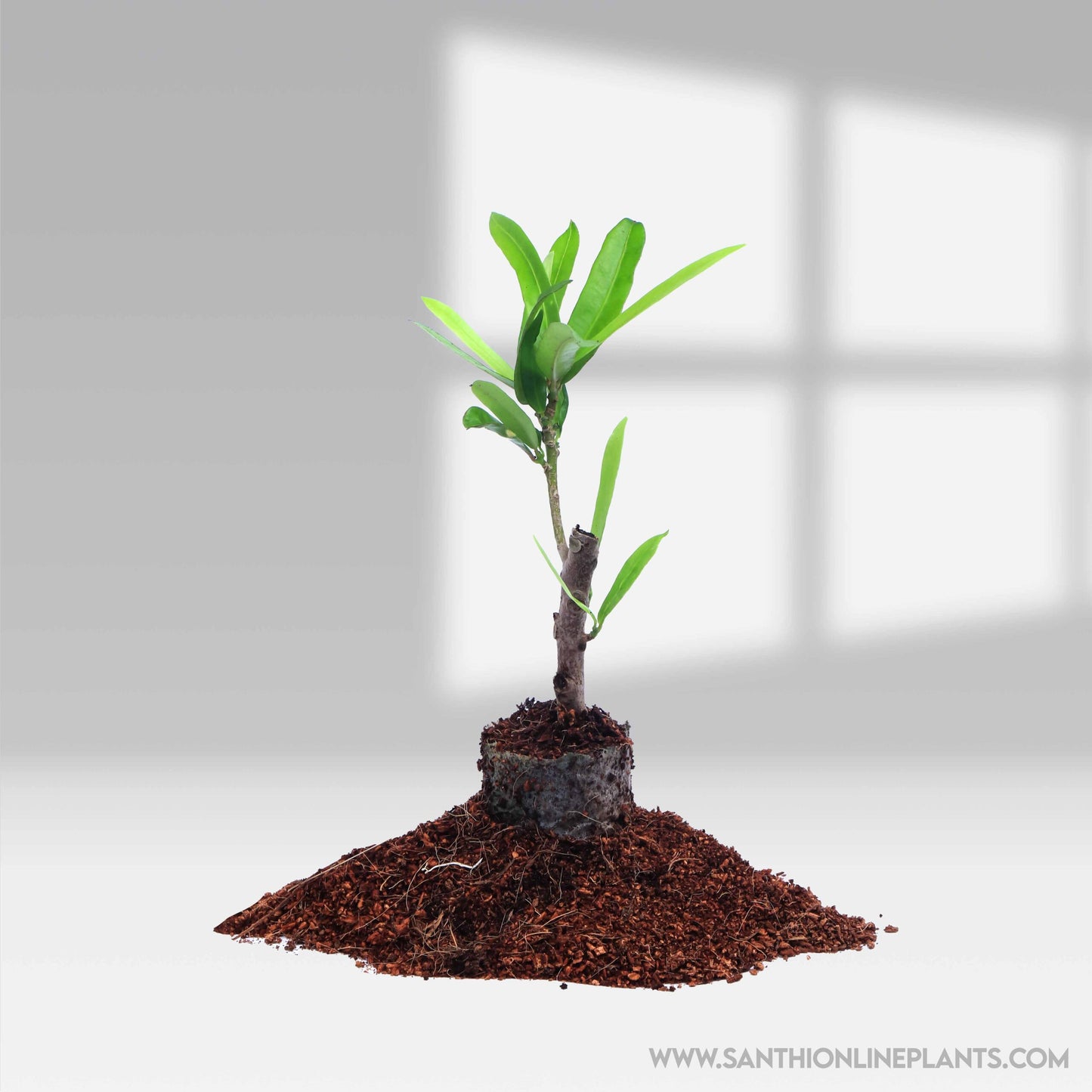 Codiaeum Variegatum-Garden Croton