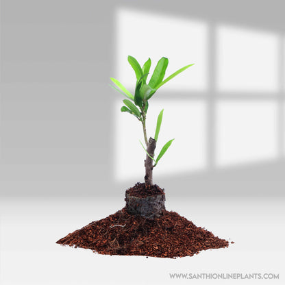 Codiaeum Variegatum-Garden Croton