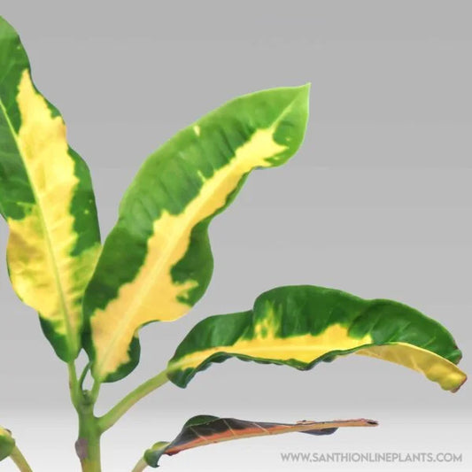 Codiaeum Variegatum’Robert Lavalois