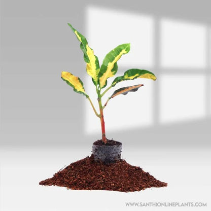 Codiaeum Variegatum’Robert Lavalois