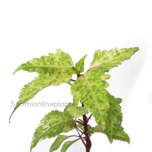 Coleus green