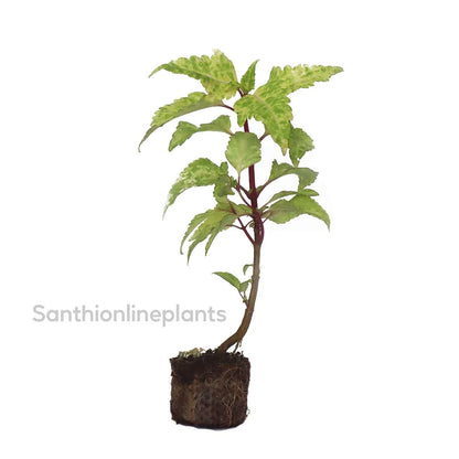 Coleus green
