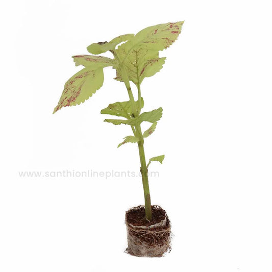 Coleus-Vivid Lime Green