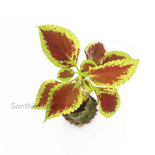 Coleus Premium Sun Crimpson Gold