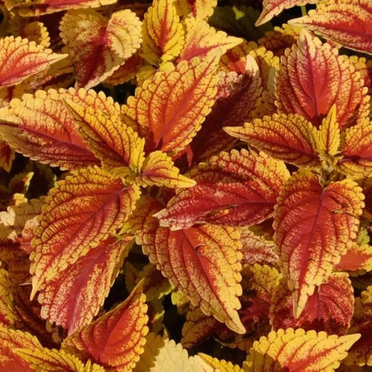 Coleus yellow ovate leaf