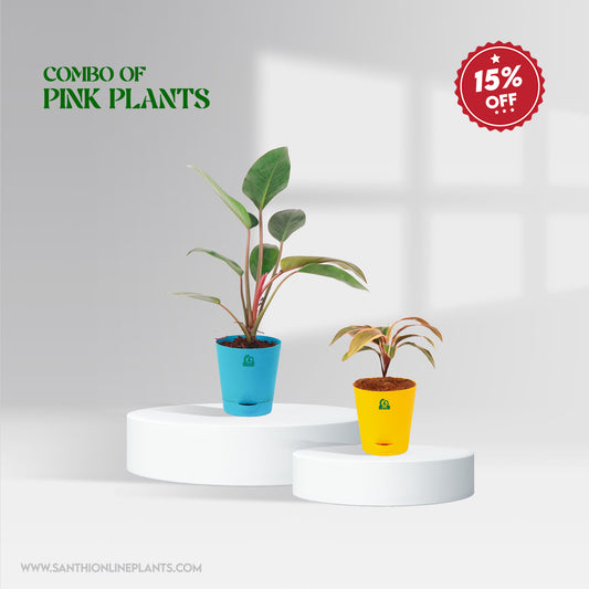 Combo Of Pink Plants