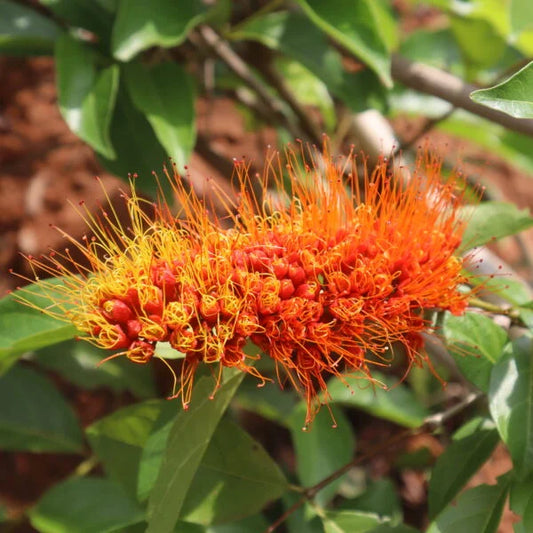 Combretum rotundifolium -Monkey Bush vine