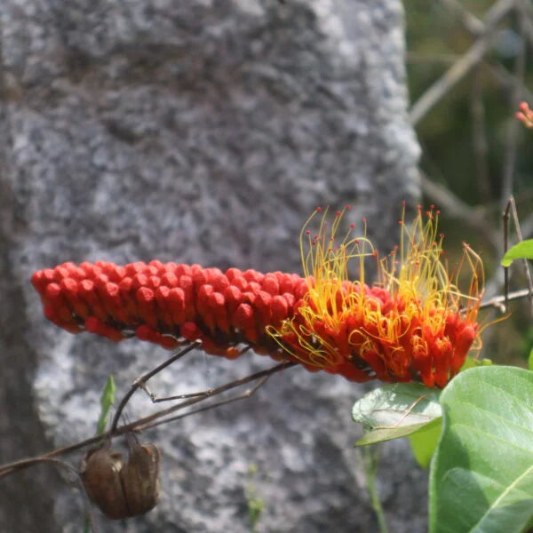 Monkey Razor Bush Combretum rotundifolium -Monkey Bush vine – Santhi Online Plants