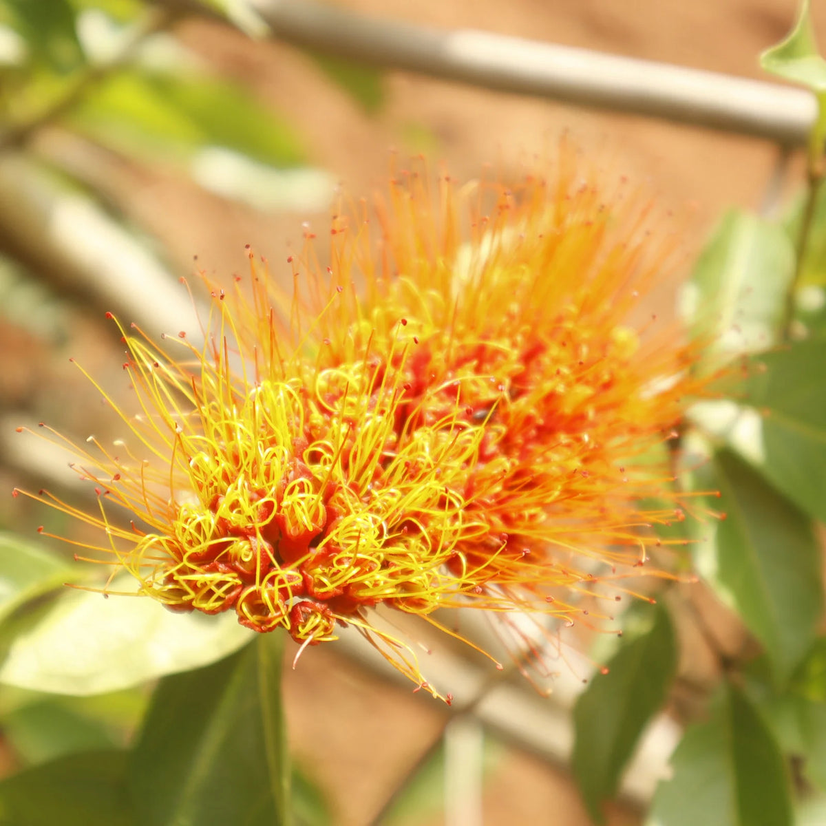 Monkey Razor Bush Combretum rotundifolium -Monkey Bush vine – Santhi Online Plants