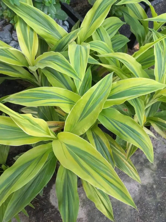 Cordyline Kiwi Gold