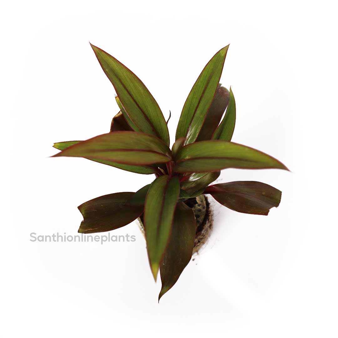 Cordyline congesta plant