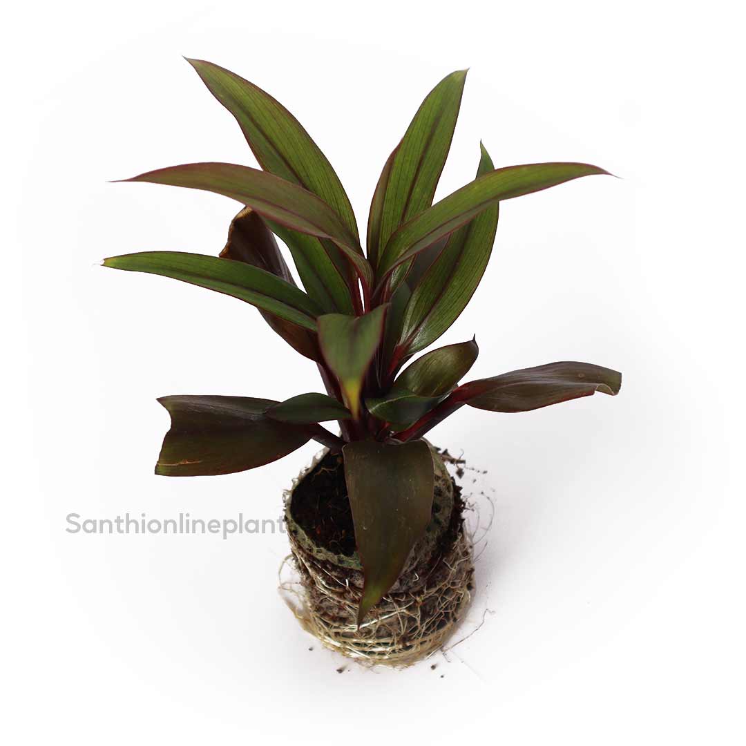Cordyline congesta plant