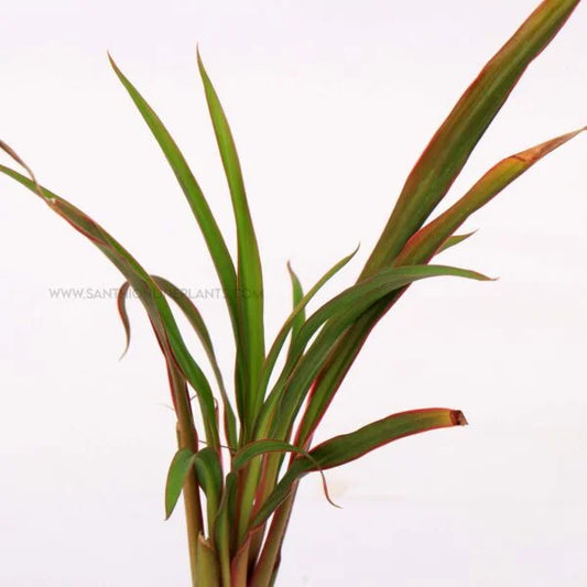 Cordyline ‘Americana’