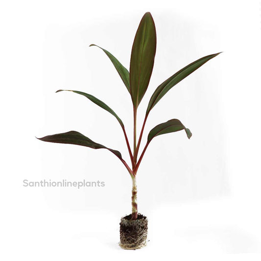 Cordyline fruitcosa Inscripta