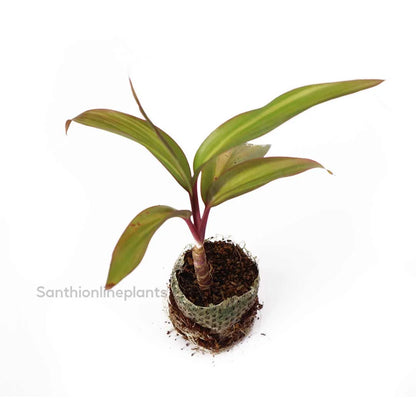 Cordyline fruticosa ‘celestial queen’