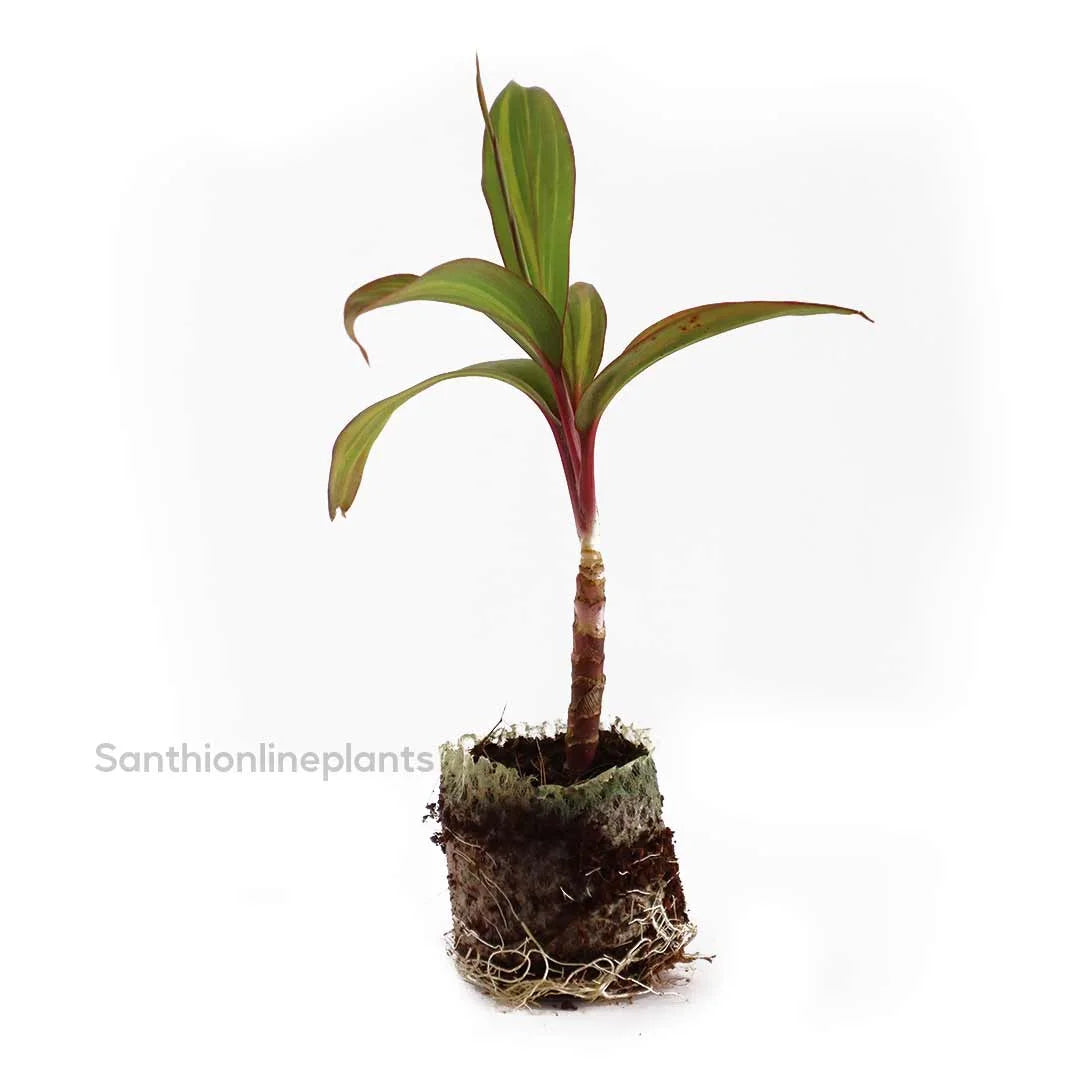 Cordyline fruticosa ‘celestial queen’