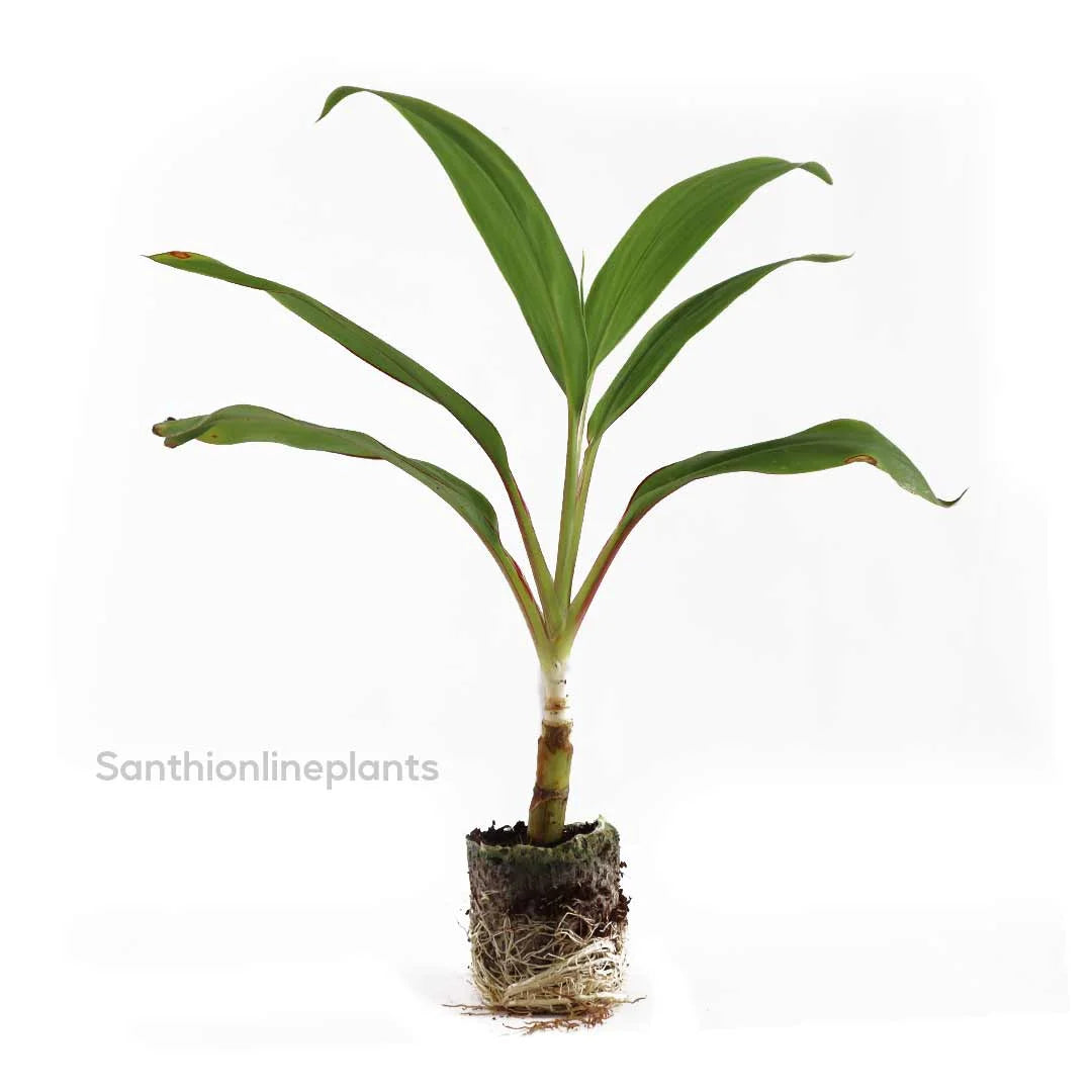 Cordyline fruitcosa ‘glauca’