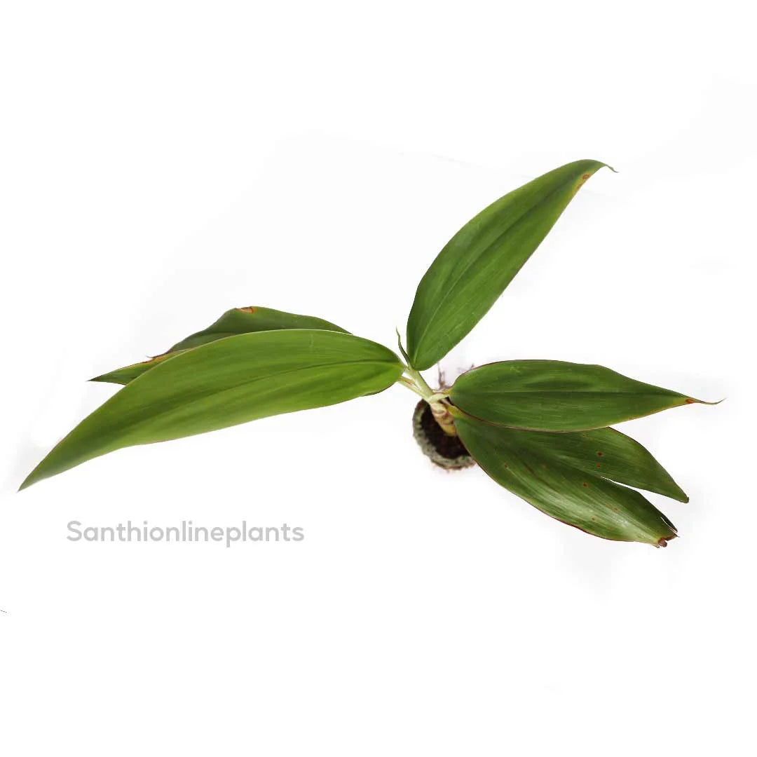 Cordyline fruitcosa ‘glauca’