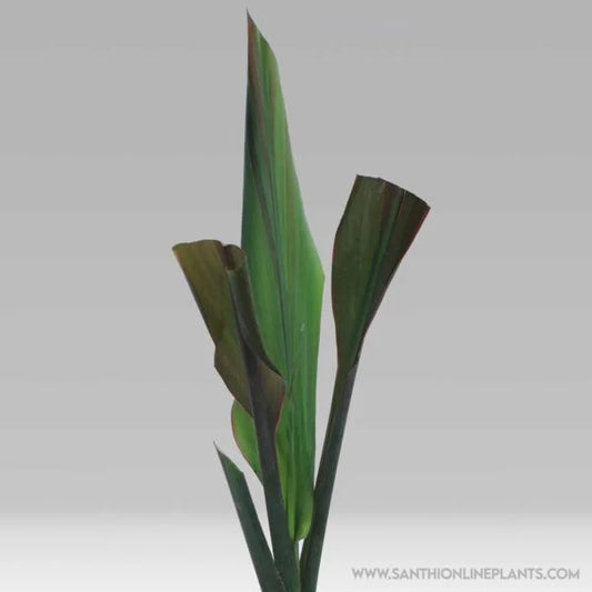 Cordyline fruticosa’Baby Doll Ti Plant’
