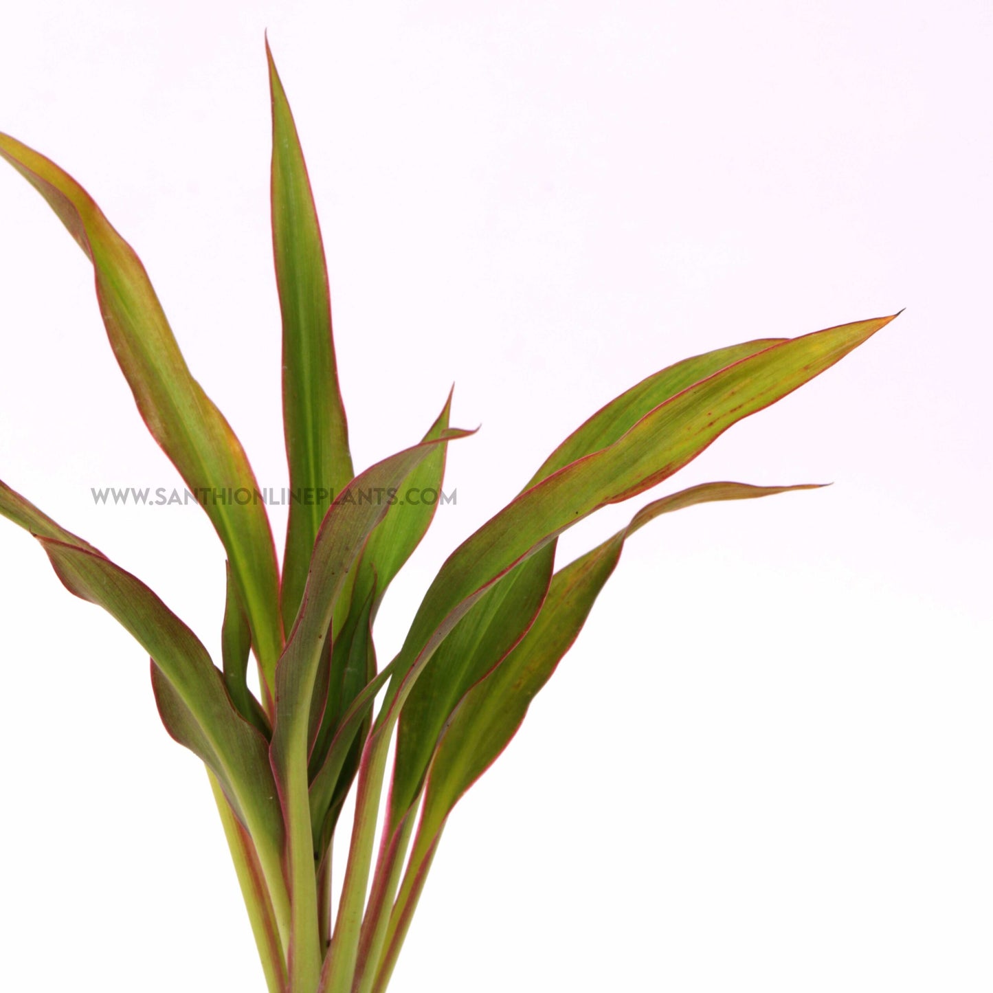 Cordyline Fruticosta ‘Fairchild Red’-Ti Plant