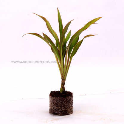 Cordyline Fruticosta ‘Fairchild Red’-Ti Plant
