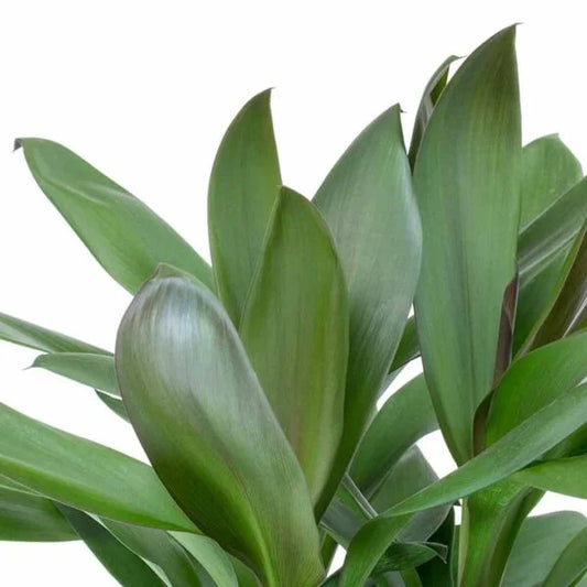 Cordyline fruitcosa ‘glauca’