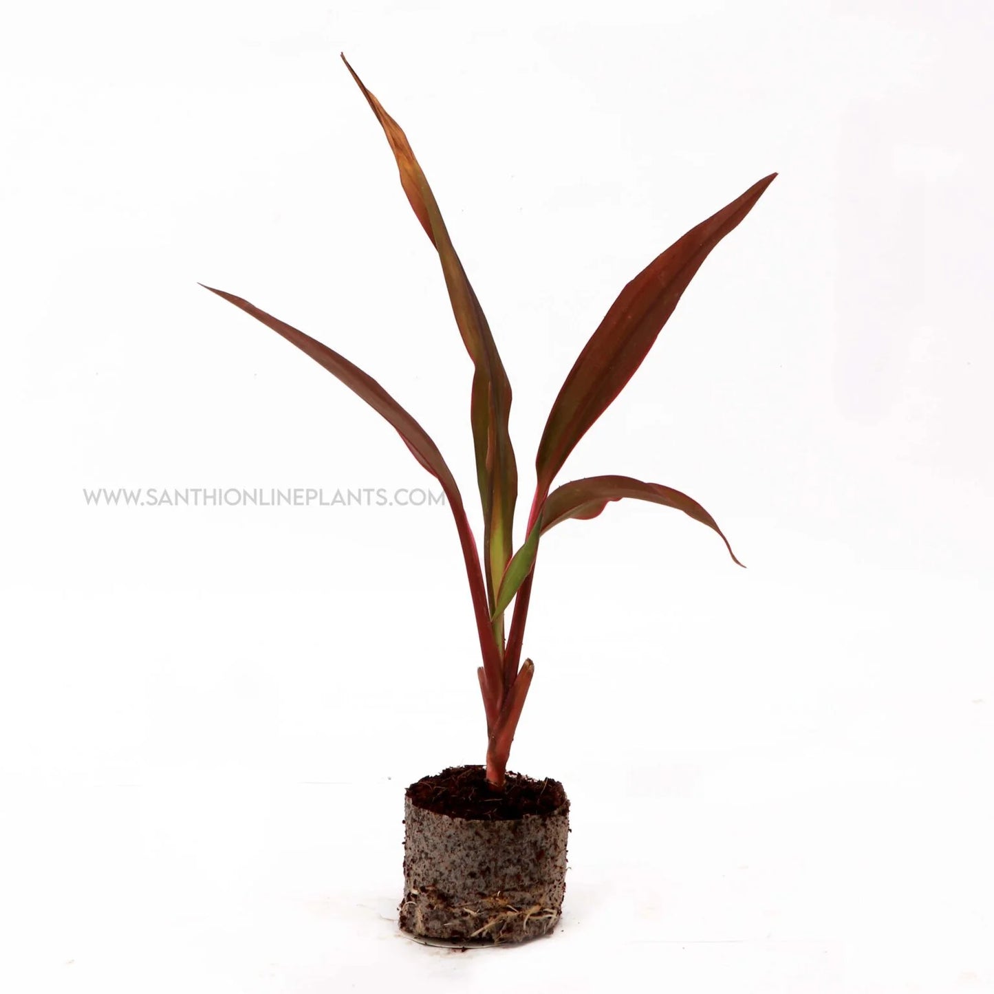 Cordyline fruticosa ‘Negra’