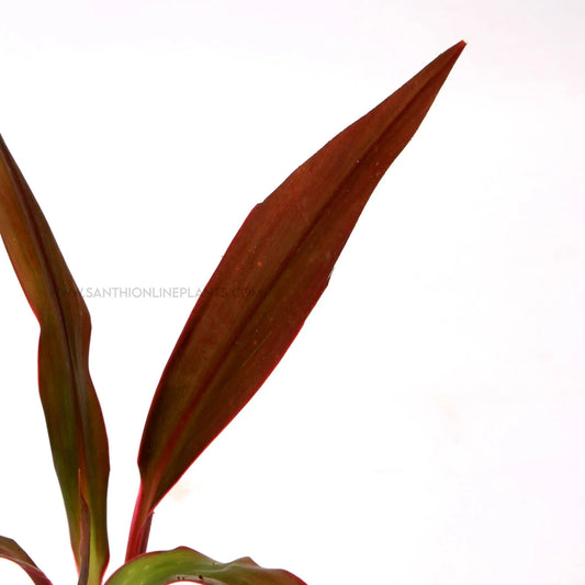 Cordyline fruticosa ‘Negra’