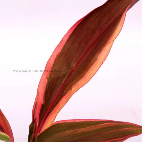 Cordyline fruticosa ‘Pink Champion’