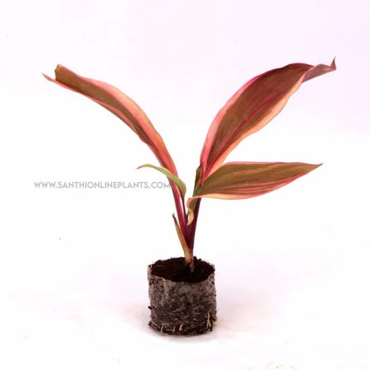 Cordyline fruticosa ‘Pink Champion’