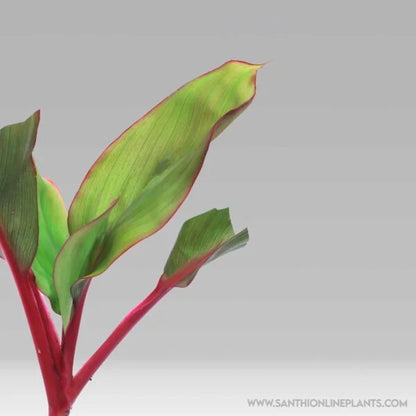 Cordyline fruticosa ‘Pink Diamond’