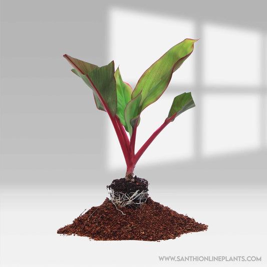 Cordyline fruticosa ‘Pink Diamond’