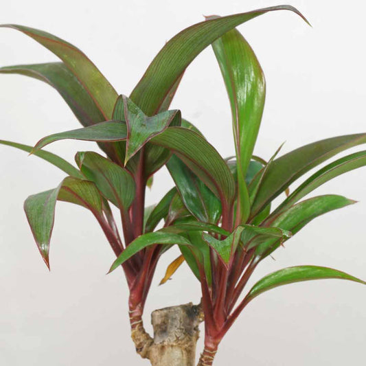 Cordyline congesta plant