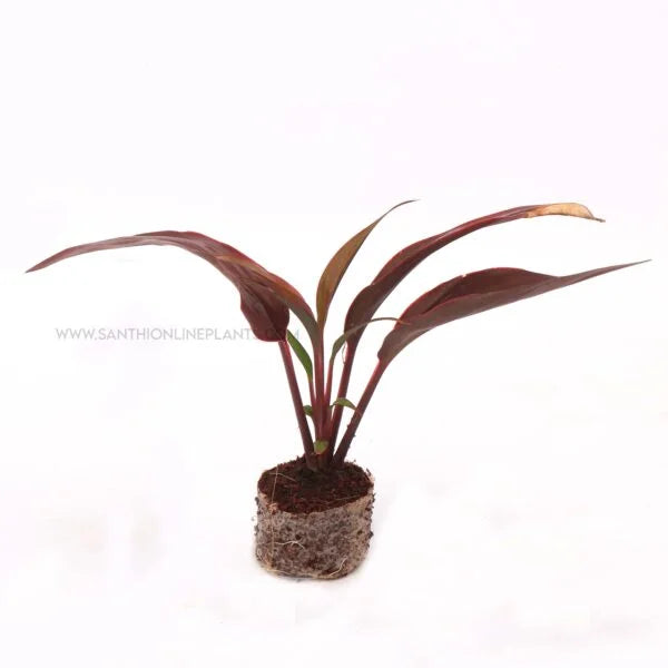 Cordyline terminalis ‘Dr.Brown’-Ti Plant