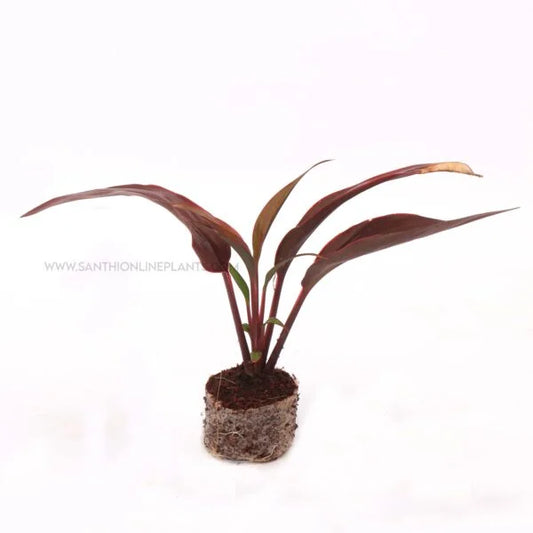 Cordyline terminalis ‘Dr.Brown’-Ti Plant