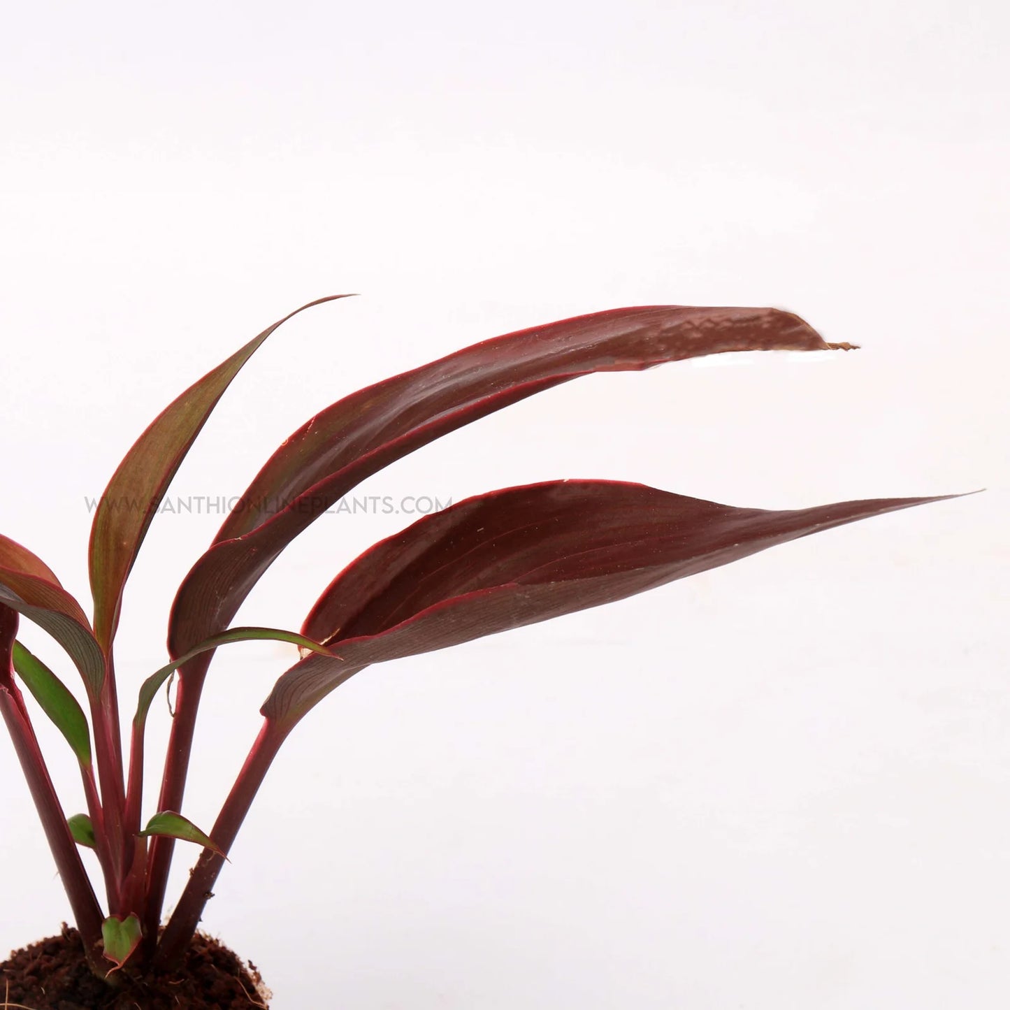 Cordyline terminalis ‘Dr.Brown’-Ti Plant