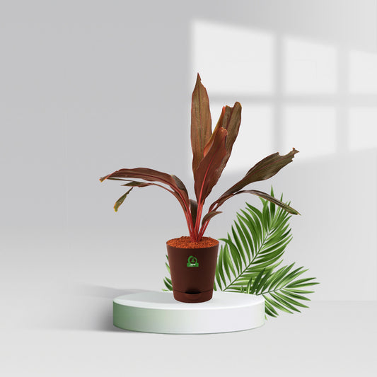 Cordyline Baby Doll Pot Plant