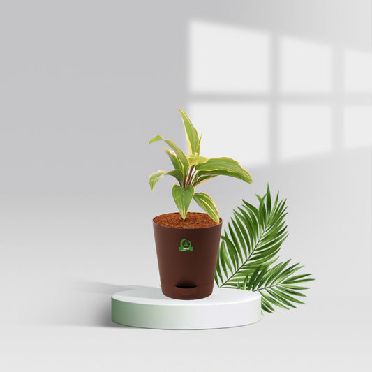 Cordyline Chocolate Queen Pot Plant
