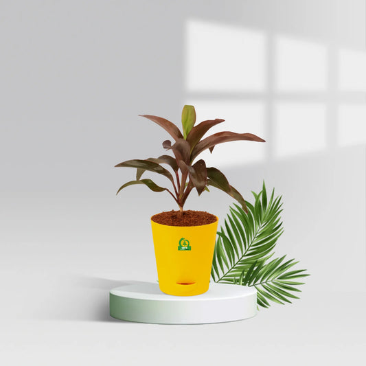 Cordyline Dr.Brown Pot Plant