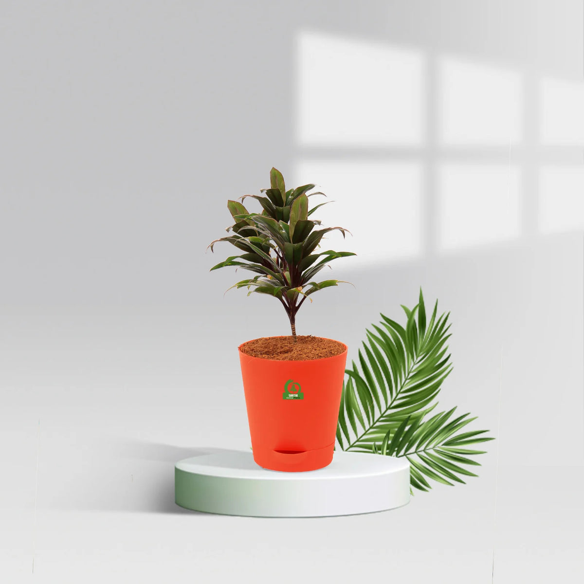 Ti Pot Cordyline Dwarf Ti Pot Plant – Santhi Online Plants